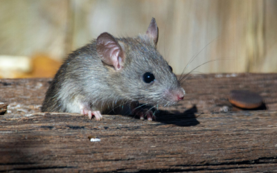 Signs There are Pests in Your Attic and Insulation