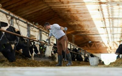 Agricultural Insulation Solutions: Protecting Your Farm with Spray Foam in Altona, Winkler, and Beyond